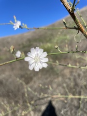 Stephanomeria virgata