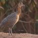 Red-winged Tinamou - Photo (c) Lilian Tomazelli, some rights reserved (CC BY-NC), uploaded by Lilian Tomazelli