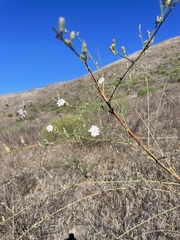 Stephanomeria virgata