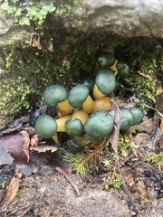 Leotia lubrica image