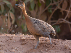 Rhynchotus rufescens