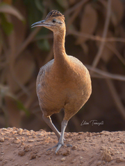 Rhynchotus rufescens