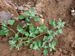 Chenopodium karoi