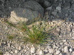 Juncus parryi