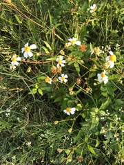 Bidens alba