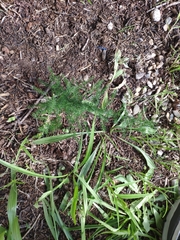 Asparagus acutifolius
