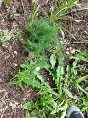 Asparagus acutifolius