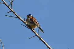 Emberiza flaviventris kalaharica