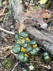 Leotia viscosa