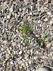 Asparagus acutifolius