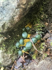 Leotia lubrica image