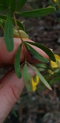 Gompholobium latifolium