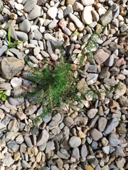 Asparagus acutifolius