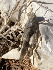Oedipoda germanica