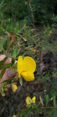 Gompholobium latifolium
