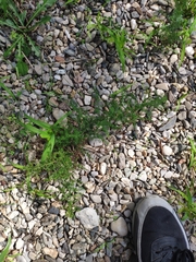 Asparagus acutifolius