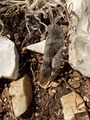 Oedipoda germanica