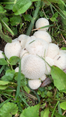 Lycoperdon marginatum