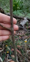 Gompholobium latifolium