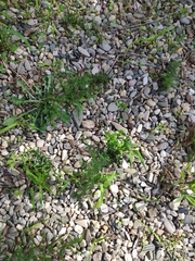 Asparagus acutifolius