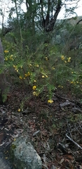 Gompholobium latifolium