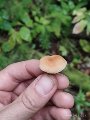 Kuehneromyces mutabilis