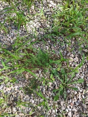 Asparagus acutifolius