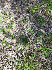 Asparagus acutifolius