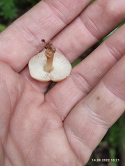 Kuehneromyces mutabilis