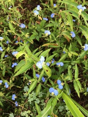 Commelina erecta