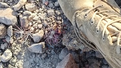 Ferocactus emoryi emoryi