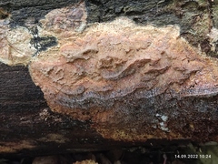 Phlebia radiata