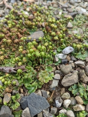 Marchantia polymorpha ruderalis