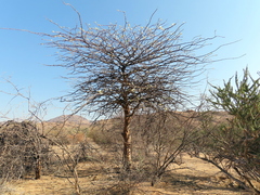 Albizia anthelmintica