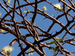 Albizia anthelmintica