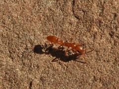 Pseudomyrmex apache