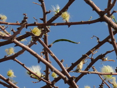 Albizia anthelmintica