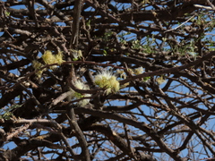 Albizia anthelmintica