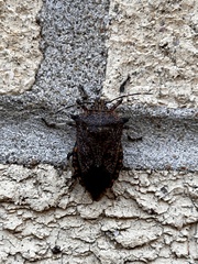 Alcaeorrhynchus grandis