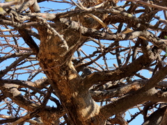 Albizia anthelmintica