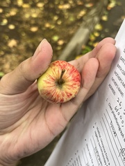 Malus sylvestris