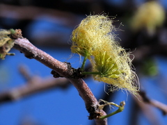 Albizia anthelmintica