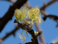Albizia anthelmintica