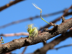 Albizia anthelmintica