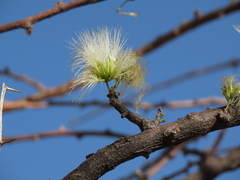 Albizia anthelmintica