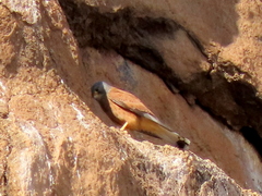 Falco rupicolus