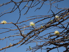 Albizia anthelmintica