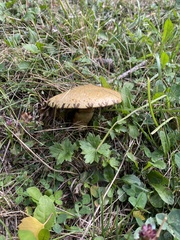 Suillus viscidus