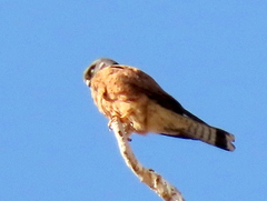 Falco rupicolus