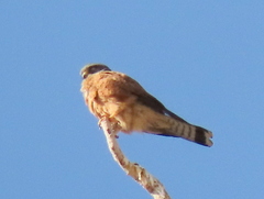 Falco rupicolus